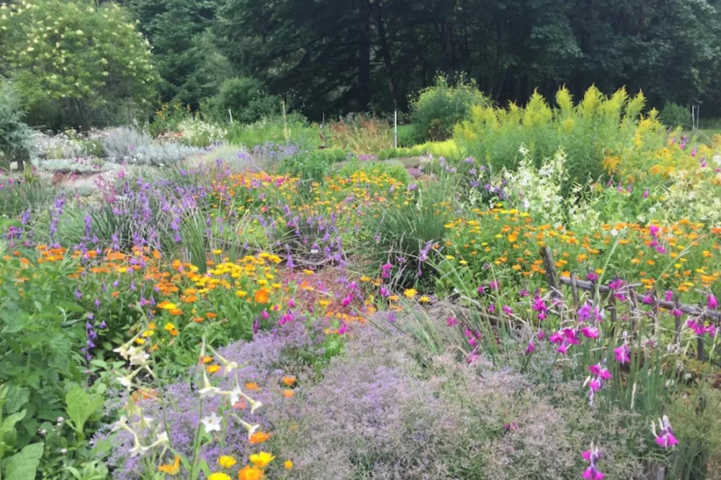 Thyme Garden Alsea Oregon Fasci Garden